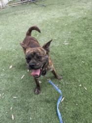 Shelter Stray Male Dog last seen , 1850 W 60th St, Los Angeles, CA 90047, USA