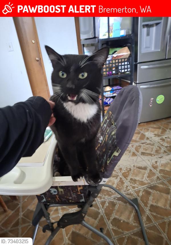 Lost Male Cat last seen Viewcrest Dr and Classic, Bremerton, WA 98310