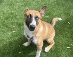 Shelter Stray Female Dog last seen , 1850 W 60th St, Los Angeles, CA 90047, USA