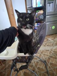 Lost Male Cat last seen Viewcrest Dr and Classic, Bremerton, WA 98310