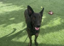 Shelter Stray Male Dog last seen , 1850 W 60th St, Los Angeles, CA 90047, USA