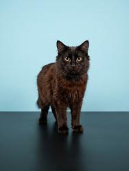 Shelter Stray Male Cat last seen , 1850 W 60th St, Los Angeles, CA 90047, USA