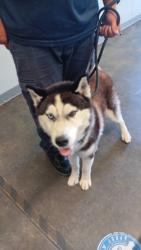 Shelter Stray Male Dog last seen , 1850 W 60th St, Los Angeles, CA 90047, USA