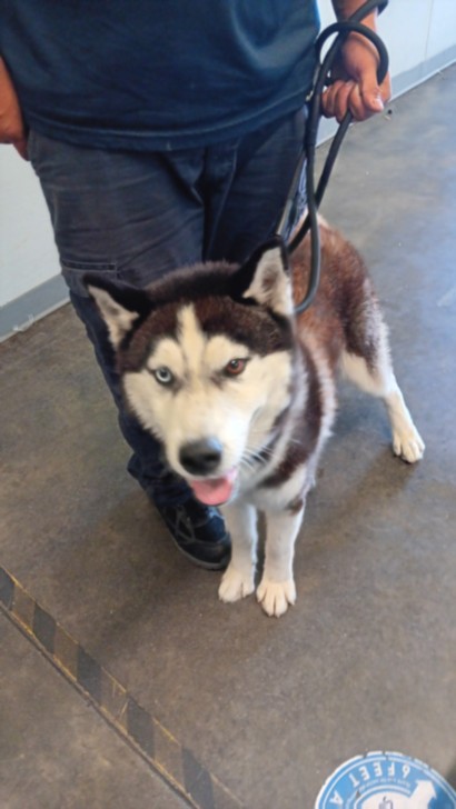 Shelter Stray Male Dog last seen , 1850 W 60th St, Los Angeles, CA 90047, USA