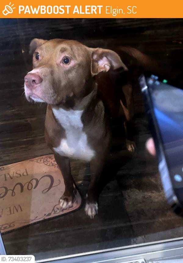 Found/Stray Female Dog last seen Spears Creek Rd, Elgin, SC 29045
