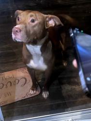 Found/Stray Female Dog last seen Spears Creek Rd, Elgin, SC 29045
