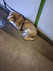 Shelter Stray Female Dog last seen , 1850 W 60th St, Los Angeles, CA 90047, USA