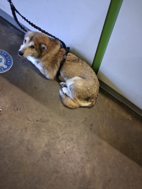 Shelter Stray Female Dog last seen , 1850 W 60th St, Los Angeles, CA 90047, USA