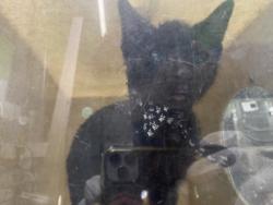 Shelter Stray Female Cat last seen , 1850 W 60th St, Los Angeles, CA 90047, USA