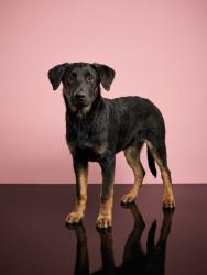 Shelter Stray Female Dog last seen , 1850 W 60th St, Los Angeles, CA 90047, USA