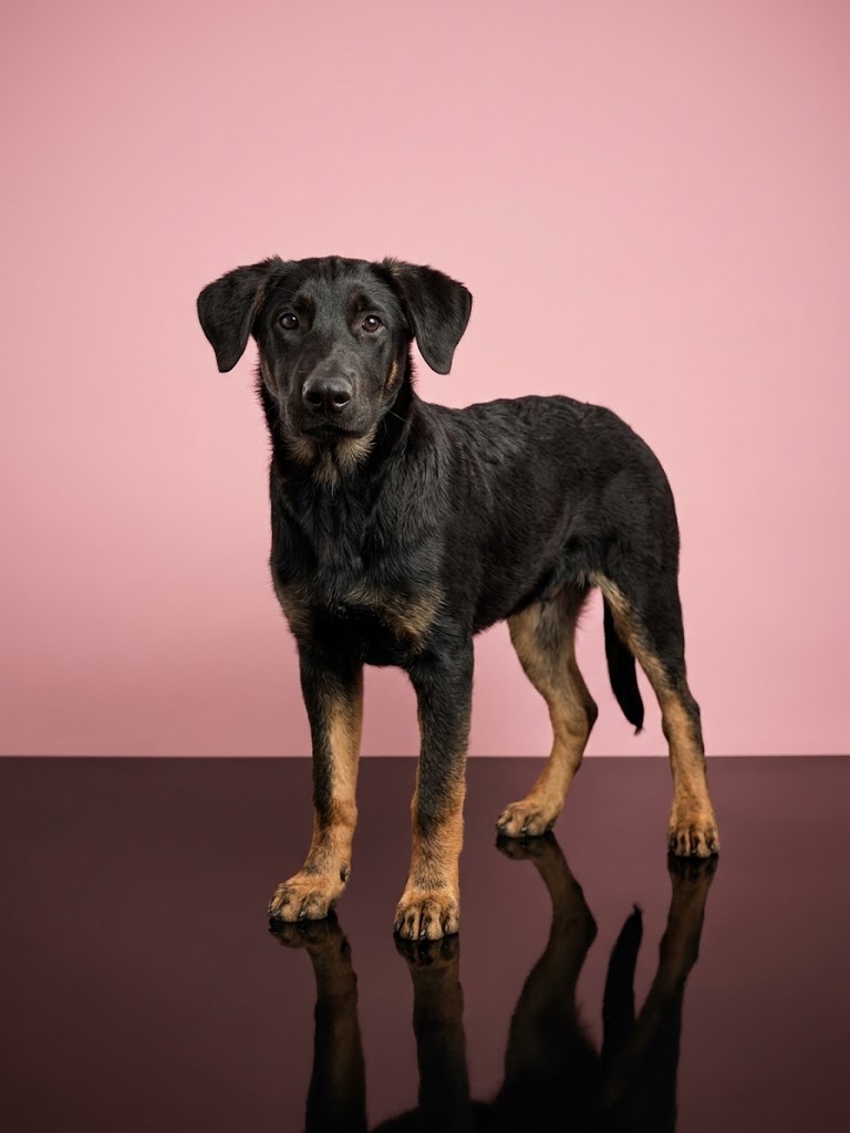 Shelter Stray Female Dog last seen , 1850 W 60th St, Los Angeles, CA 90047, USA