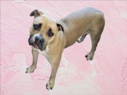 Shelter Stray Female Dog last seen , 14409 Vanowen St, Van Nuys, CA 91405, USA