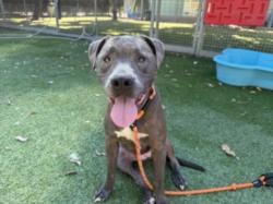 Shelter Stray Female Dog last seen , 14409 Vanowen St, Van Nuys, CA 91405, USA
