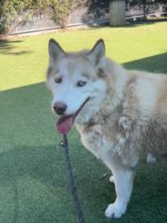 Shelter Stray Female Dog last seen , 14409 Vanowen St, Van Nuys, CA 91405, USA