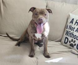 Shelter Stray Female Dog last seen CHARLOTTE, 8315 Byrum Dr, Charlotte, NC 28217, USA