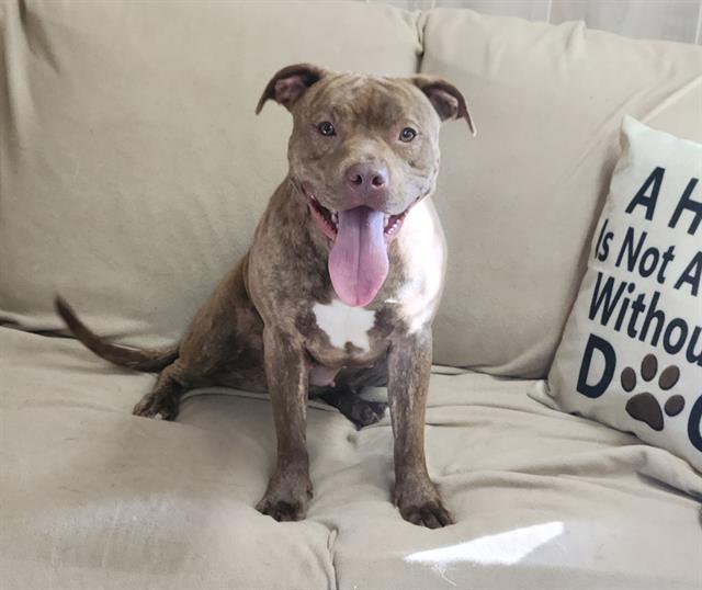 Shelter Stray Female Dog last seen CHARLOTTE, 8315 Byrum Dr, Charlotte, NC 28217, USA