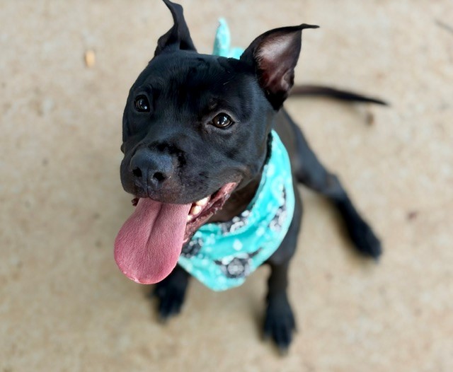 Shelter Stray Male Dog last seen CHARLOTTE, 8315 Byrum Dr, Charlotte, NC 28217, USA