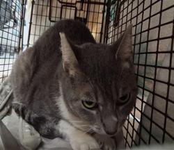 Shelter Stray Female Cat last seen , 14409 Vanowen St, Van Nuys, CA 91405, USA