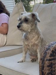Lost Female Dog last seen Hall road, Grand Bay, AL 36541