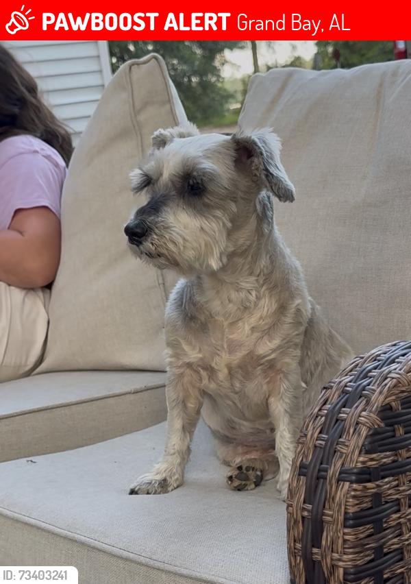 Lost Female Dog last seen Hall road, Grand Bay, AL 36541