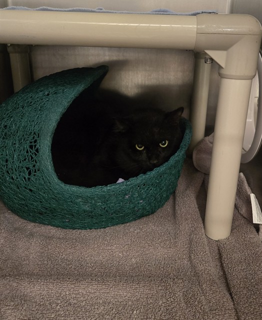 Shelter Stray Male Cat last seen SAND CANYON AVE/BURT RD, 92618, 6443 Oak Canyon, Irvine, CA 92618, USA