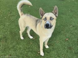 Shelter Stray Male Dog last seen , 14409 Vanowen St, Van Nuys, CA 91405, USA