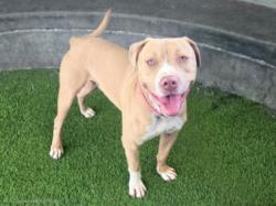 Shelter Stray Male Dog last seen , 14409 Vanowen St, Van Nuys, CA 91405, USA