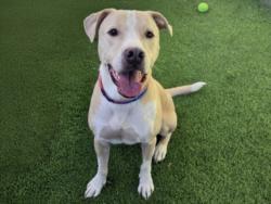 Shelter Stray Male Dog last seen , 14409 Vanowen St, Van Nuys, CA 91405, USA