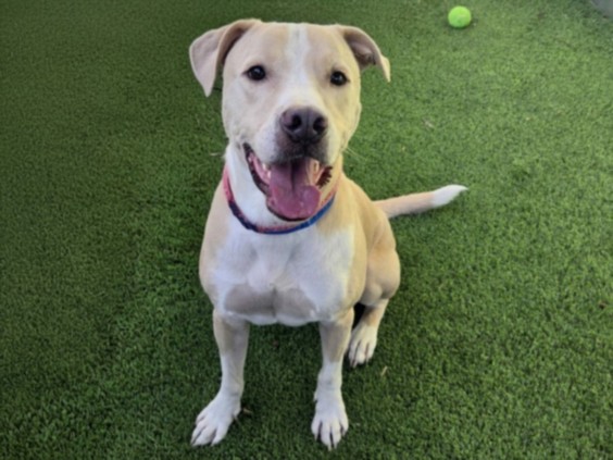 Shelter Stray Male Dog last seen , 14409 Vanowen St, Van Nuys, CA 91405, USA