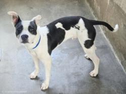 Shelter Stray Male Dog last seen , 14409 Vanowen St, Van Nuys, CA 91405, USA