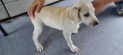 Shelter Stray Male Dog last seen , 4275 Elton St, Baldwin Park, CA 91706, USA
