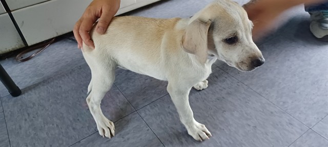 Shelter Stray Male Dog last seen , 4275 Elton St, Baldwin Park, CA 91706, USA