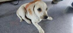 Shelter Stray Male Dog last seen , 4275 Elton St, Baldwin Park, CA 91706, USA