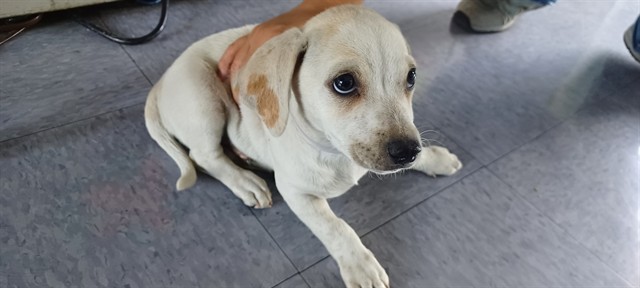 Shelter Stray Male Dog last seen , 4275 Elton St, Baldwin Park, CA 91706, USA