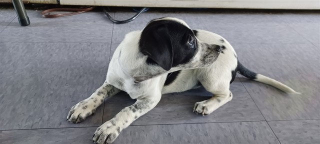 Shelter Stray Female Dog last seen , 4275 Elton St, Baldwin Park, CA 91706, USA