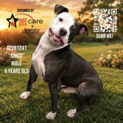 Shelter Stray Male Dog last seen , 3201 Lacy St, Los Angeles, CA 90031, USA