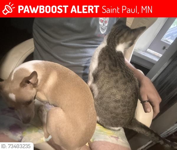 Lost Female Cat last seen Near Jackson and arlington, Saint Paul, MN 55117