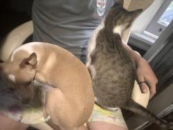 Lost Female Cat last seen Near Jackson and arlington, Saint Paul, MN 55117