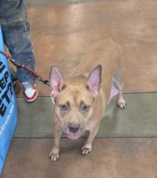 Shelter Stray Female Dog last seen , 14409 Vanowen St, Van Nuys, CA 91405, USA