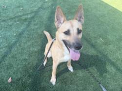Shelter Stray Female Dog last seen , 3201 Lacy St, Los Angeles, CA 90031, USA