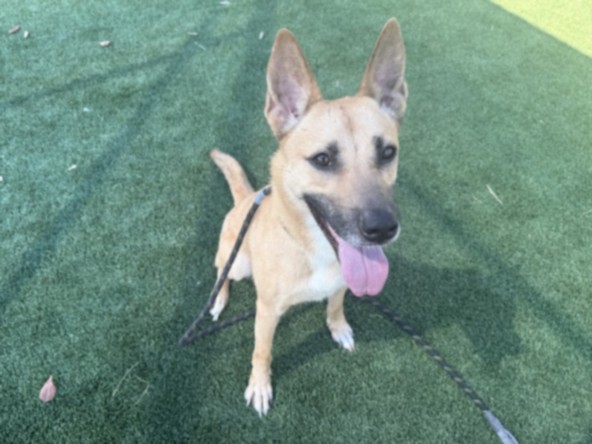 Shelter Stray Female Dog last seen , 3201 Lacy St, Los Angeles, CA 90031, USA