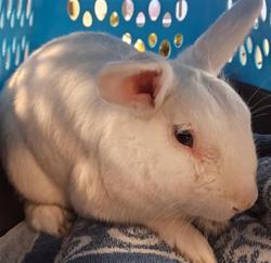 Shelter Stray Male Other last seen , 14409 Vanowen St, Van Nuys, CA 91405, USA