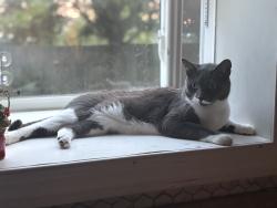 Reunited Male Cat last seen Near Jefferson Ave, Berlin, NJ 08009, USA, Berlin, NJ 08009