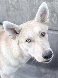 Shelter Stray Female Dog last seen , 11361 W Pico Blvd, Los Angeles, CA 90064, USA