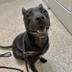 Shelter Stray Female Dog last seen , 3201 Lacy St, Los Angeles, CA 90031, USA
