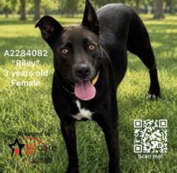 Shelter Stray Female Dog last seen , 3201 Lacy St, Los Angeles, CA 90031, USA