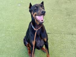 Shelter Stray Female Dog last seen , 11361 W Pico Blvd, Los Angeles, CA 90064, USA