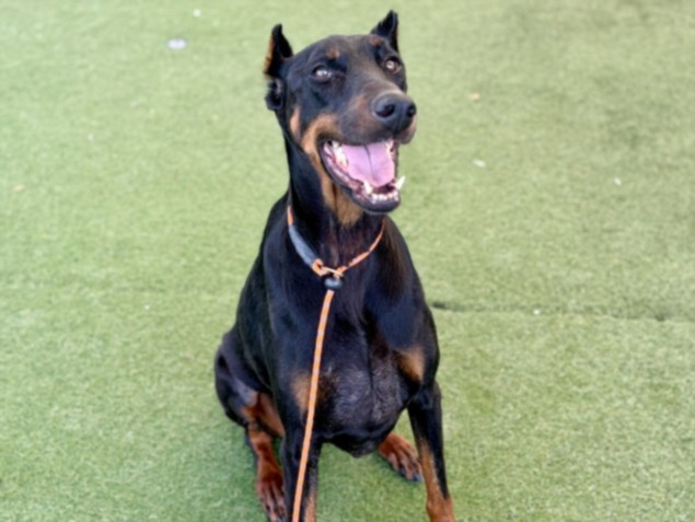 Shelter Stray Female Dog last seen , 11361 W Pico Blvd, Los Angeles, CA 90064, USA