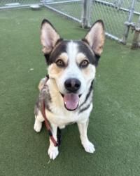 Shelter Stray Male Dog last seen , 11361 W Pico Blvd, Los Angeles, CA 90064, USA