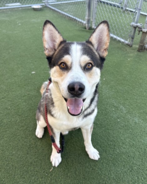 Shelter Stray Male Dog last seen , 11361 W Pico Blvd, Los Angeles, CA 90064, USA